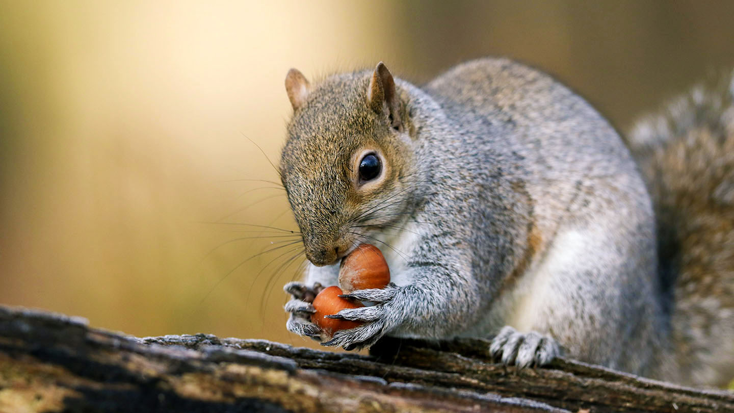 grey-squirrel