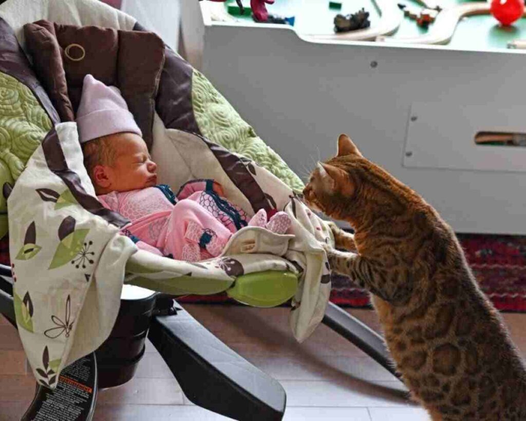 A cat with a baby