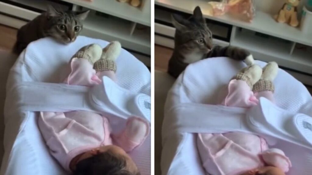 Cat meets a baby