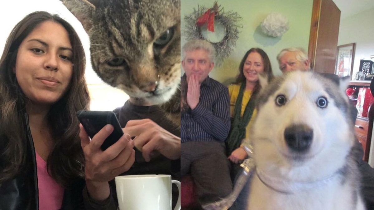 26 animals that reign supreme at ruining your photos