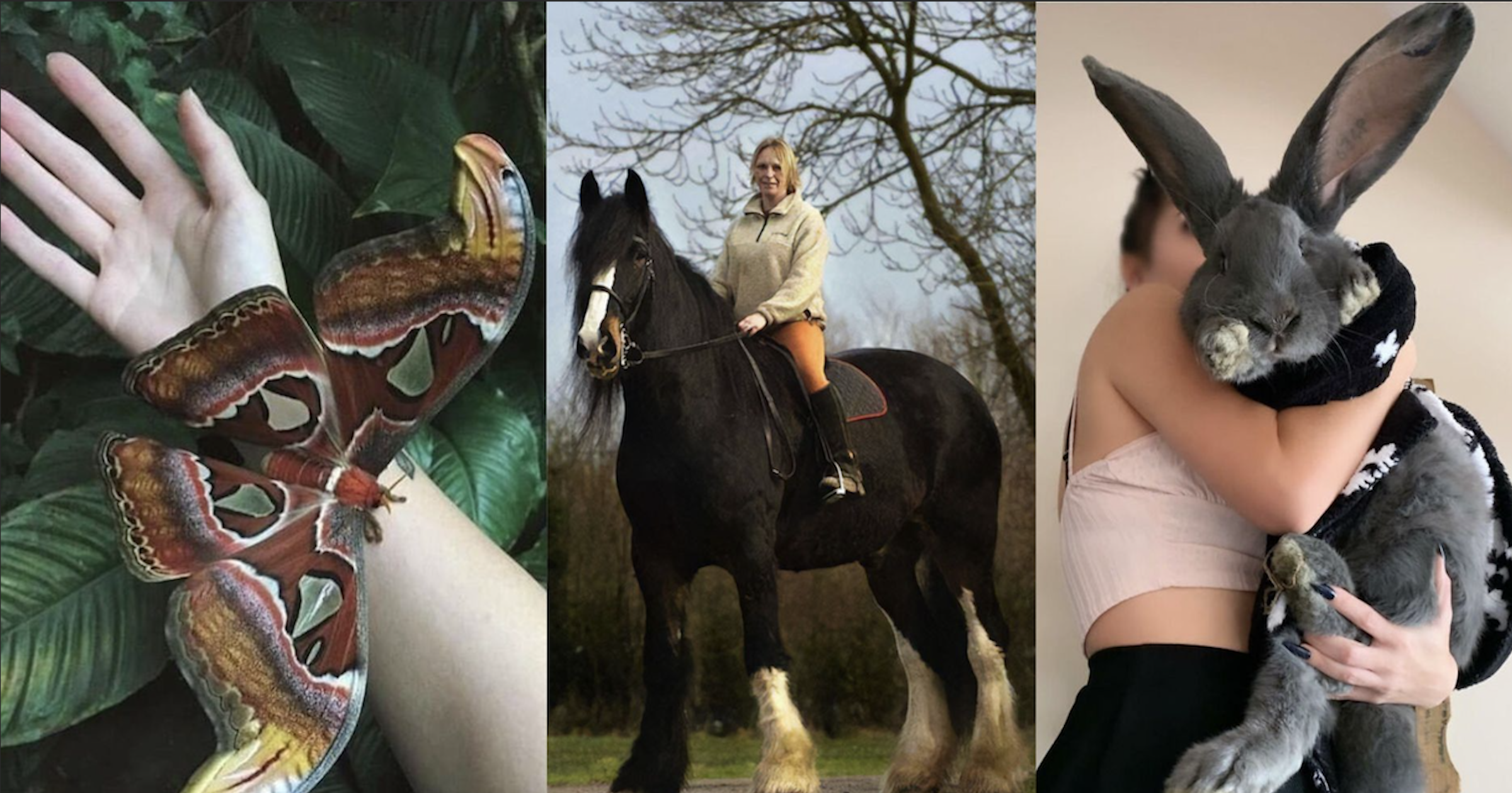 28 giant animals that will leave you awestruck.