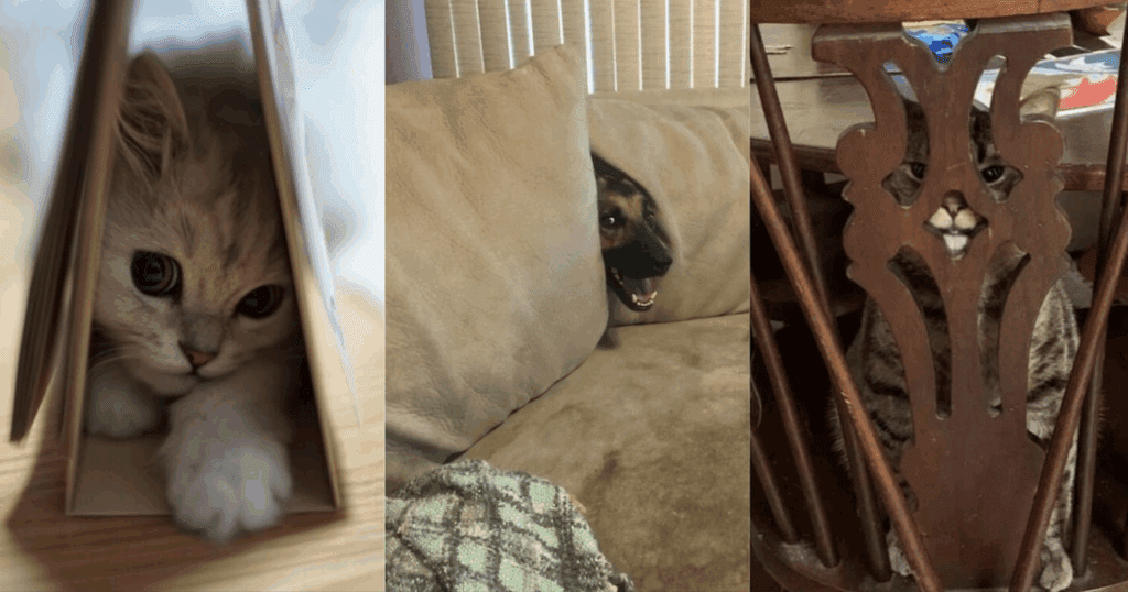 These 38 animals are masters of hide-and-seek chaos.