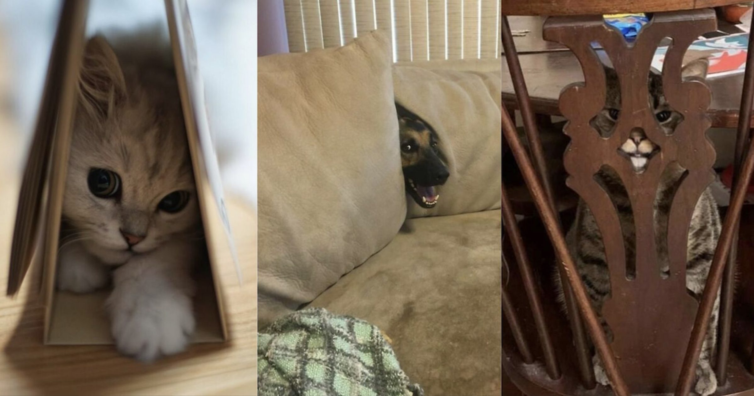 These 38 animals are masters of hide-and-seek chaos.