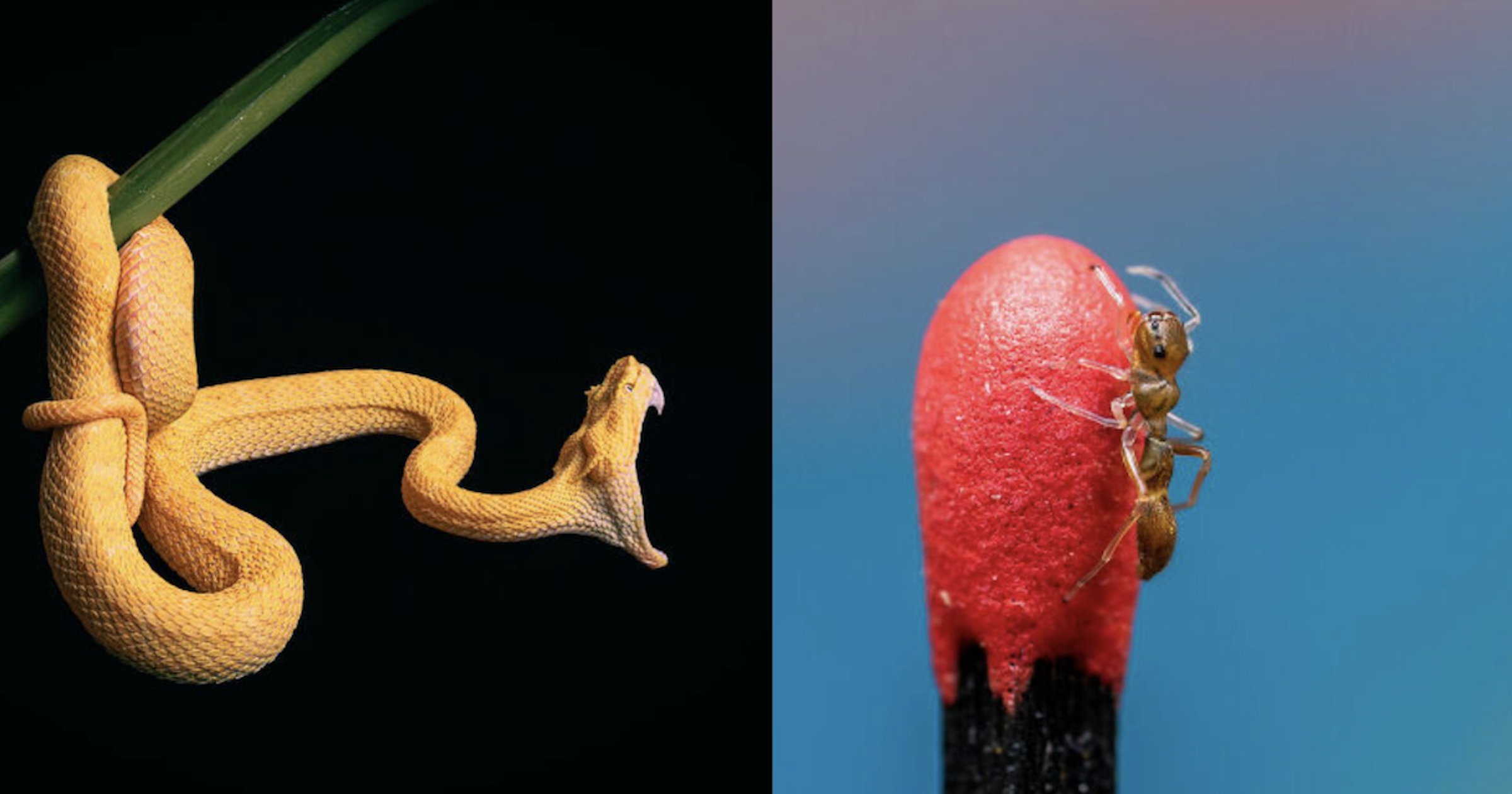 These stunning animal photos will take your breath away.